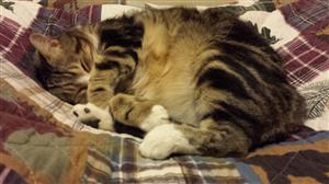 my cat Toby my cat Toby
